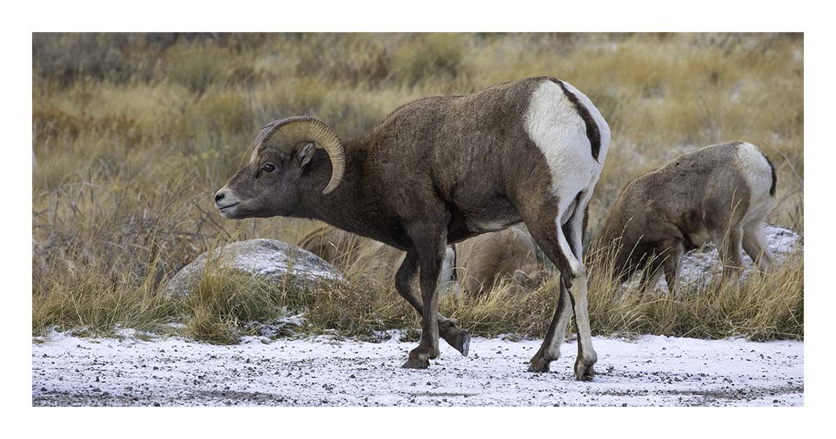 National Elk Refuge